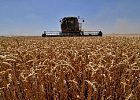 Урожай зерновых на Ставрополье вдвое превышает потребности края